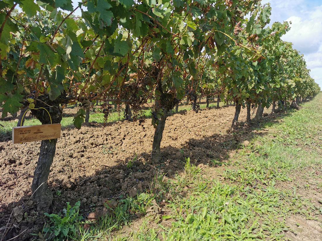 Виноградник на урожай